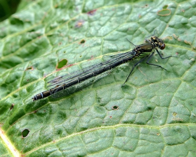 red-eyed damselfly